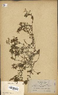 spécimen de Saponaria ocymoides