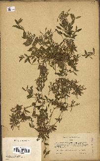 spécimen de Saponaria ocymoides