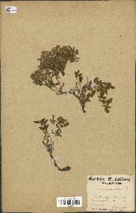 spécimen de Saponaria ocymoides