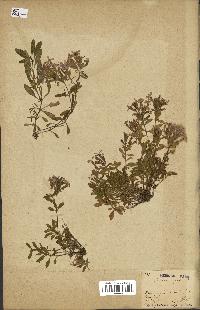 spécimen de Saponaria ocymoides