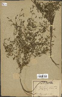 spécimen de Saponaria ocymoides