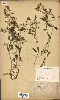 spécimen de Saponaria ocymoides