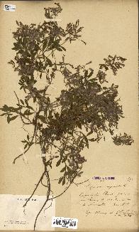 spécimen de Saponaria ocymoides