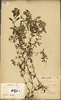 spécimen de Saponaria ocymoides