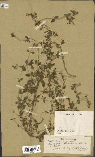 spécimen de Saponaria ocymoides