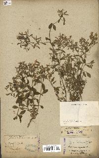 spécimen de Saponaria ocymoides
