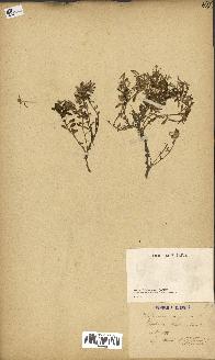spécimen de Saponaria ocymoides
