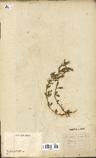 spécimen de Saponaria ocymoides