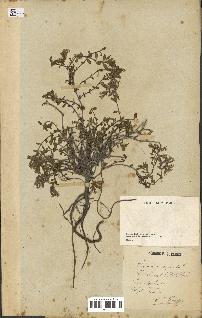 spécimen de Saponaria ocymoides