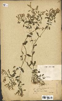 spécimen de Saponaria ocymoides