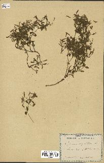 spécimen de Saponaria ocymoides