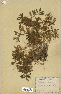 spécimen de Saponaria ocymoides