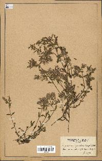 spécimen de Saponaria ocymoides