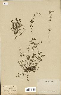 spécimen de Saponaria ocymoides