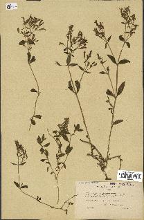 spécimen de Saponaria ocymoides
