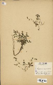 spécimen de Saponaria ocymoides