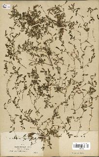 spécimen de Saponaria ocymoides