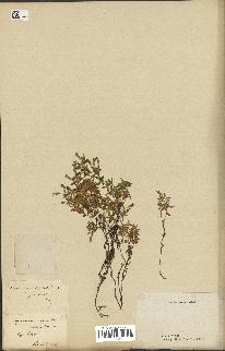 spécimen de Saponaria ocymoides