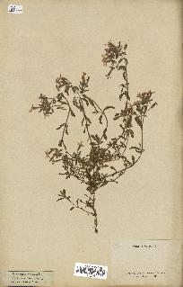 spécimen de Saponaria ocymoides