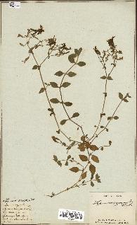 spécimen de Saponaria ocymoides