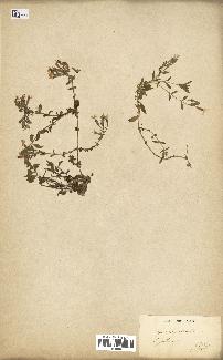 spécimen de Saponaria ocymoides
