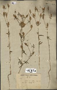 spécimen de Silene stricta