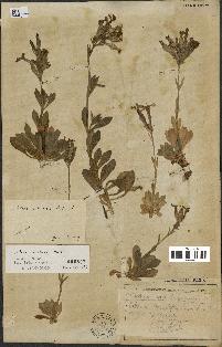 spécimen de Silene sessionis