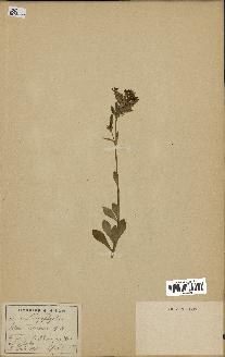 spécimen de Silene sessionis