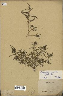 spécimen de Amaranthus muricatus