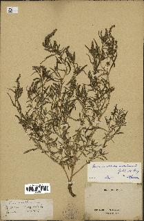 spécimen de Amaranthus muricatus