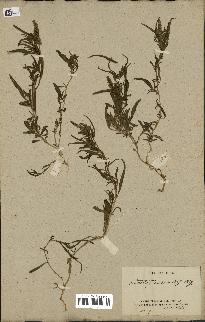 spécimen de Amaranthus muricatus