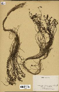 spécimen de Callitriche sp.