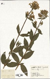 spécimen de Saponaria officinalis