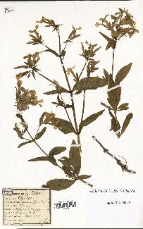 spécimen de Saponaria officinalis