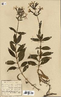 spécimen de Saponaria officinalis