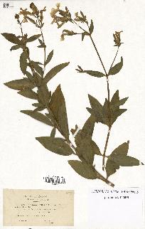 spécimen de Saponaria officinalis