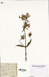 spécimen de Saponaria officinalis