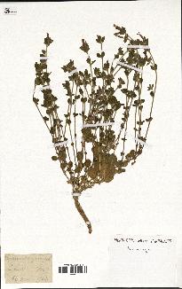 spécimen de Saponaria ocymoides