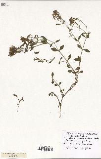 spécimen de Saponaria ocymoides