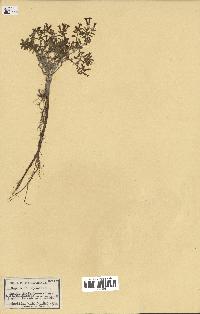 spécimen de Saponaria ocymoides