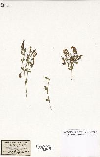 spécimen de Saponaria ocymoides