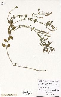 spécimen de Saponaria ocymoides