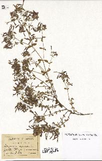 spécimen de Saponaria ocymoides