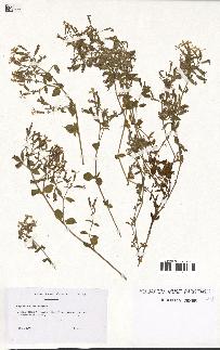 spécimen de Saponaria ocymoides
