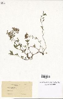 spécimen de Saponaria ocymoides