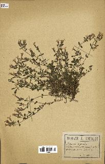 spécimen de Saponaria ocymoides