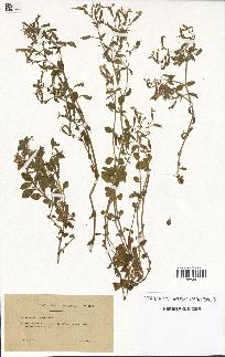 spécimen de Saponaria ocymoides
