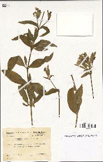 spécimen de Saponaria officinalis