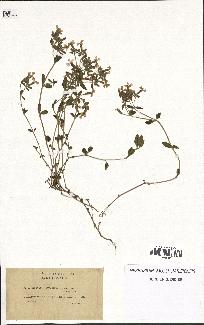 spécimen de Saponaria ocymoides