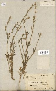 spécimen de Silene micropetala